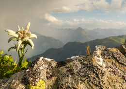 Heilklima-Wandern